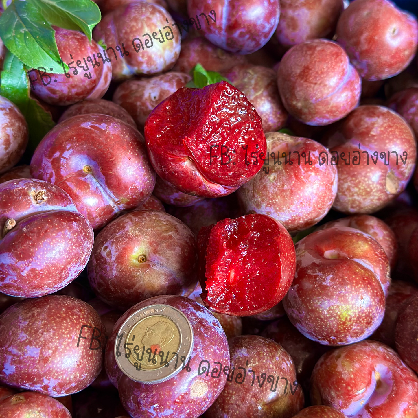 ลูกไหนแดง Red Plums ออแกนิก ปลูกในไทย เกรดพรีเมียมร์ คัดไซส์ใหญ่ หวาน อมเปรี้ยว ไม่ขม ไม่ฝาด