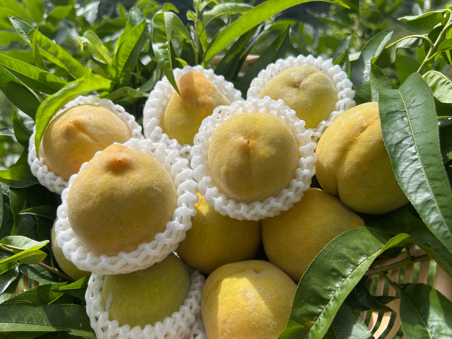 ลูกพีชเจด (Peach เจด) – 1 kg พีชสีทองหอมหวาน สดจากสวน เกรดพรีเมียม
