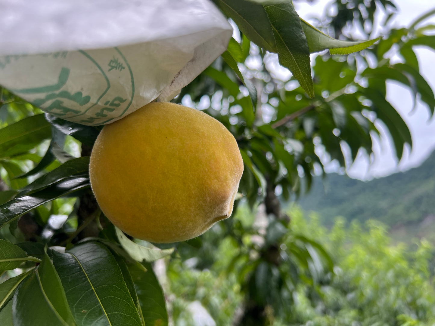 ลูกพีชเจด (Peach เจด) – 1 kg พีชสีทองหอมหวาน สดจากสวน เกรดพรีเมียม