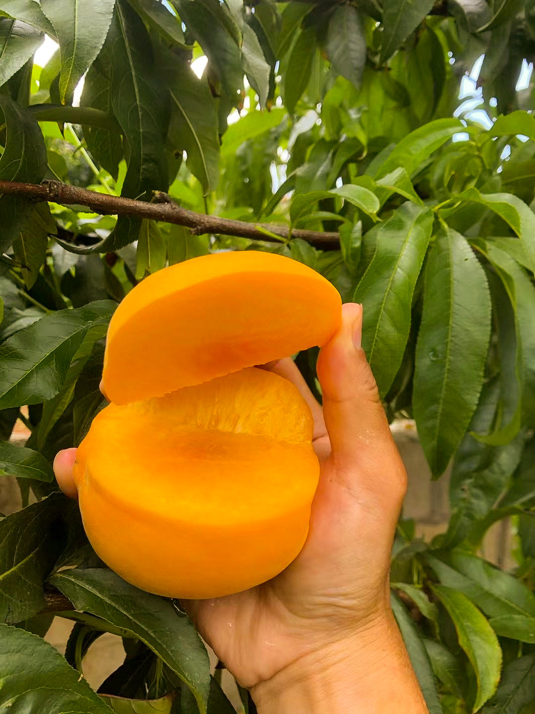 ลูกพีชเจด (Peach เจด) – 1 kg พีชสีทองหอมหวาน สดจากสวน เกรดพรีเมียม