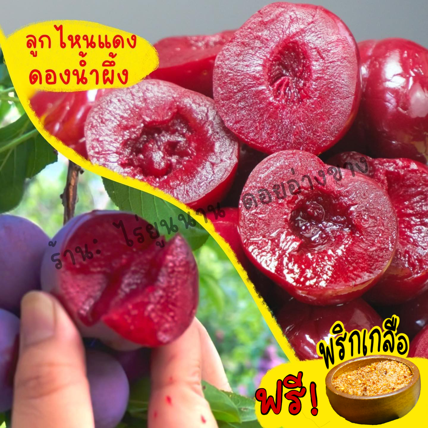 ลูกไหนแดงดองน้ำผึ้ง Pickled Red Plums รสชาติ หวานนำมีรสเปรี้ยวเล็กน้อย ปลูกและดอลูกไหนแดงดองน้ำผึ้ง 1000 กรัม – Pickled Red Plums | กรอบ อร่อย หวานนำ เปรี้ยวเล็กน้อย ดองสดในไทยงในไทย