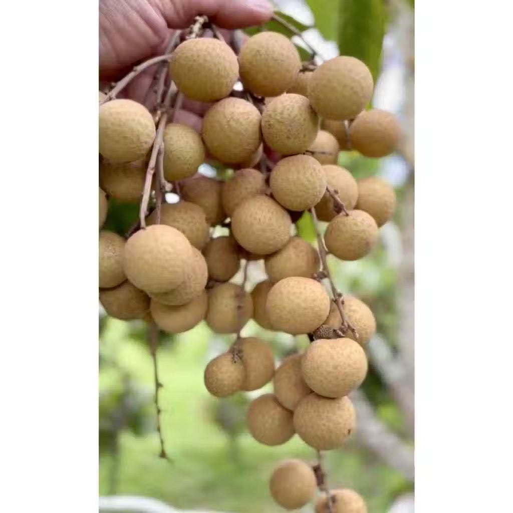 ลำไยผลสด พรีเมียม AAA | 1 KG เมล็ดเล็ก หวานฉ่ำ สดใหม่ ส่งตรงจากสวน