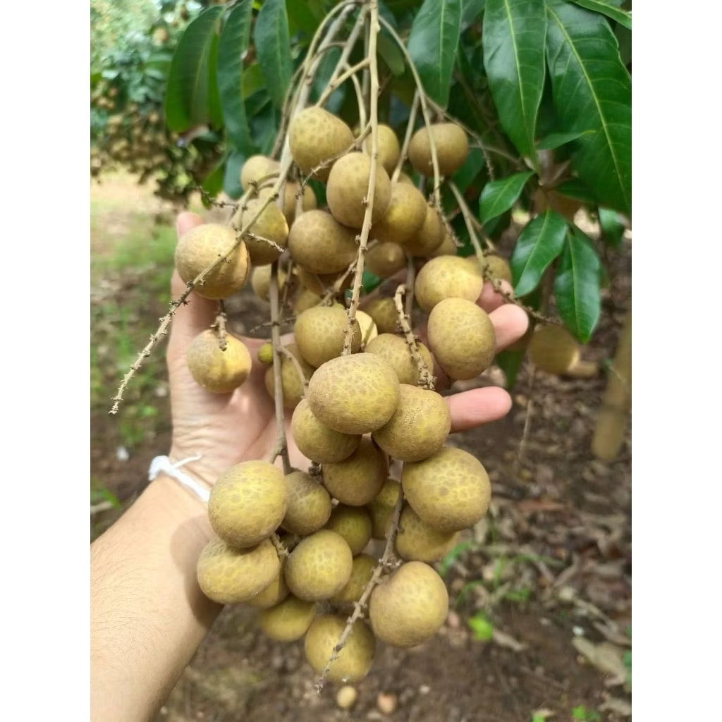 ลำไยผลสด พรีเมียม AAA | 1 KG เมล็ดเล็ก หวานฉ่ำ สดใหม่ ส่งตรงจากสวน