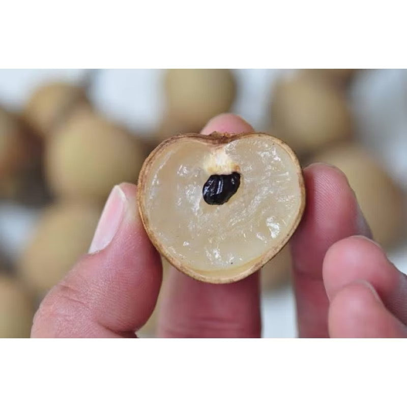 ลำไยผลสด พรีเมียม AAA | 1 KG เมล็ดเล็ก หวานฉ่ำ สดใหม่ ส่งตรงจากสวน