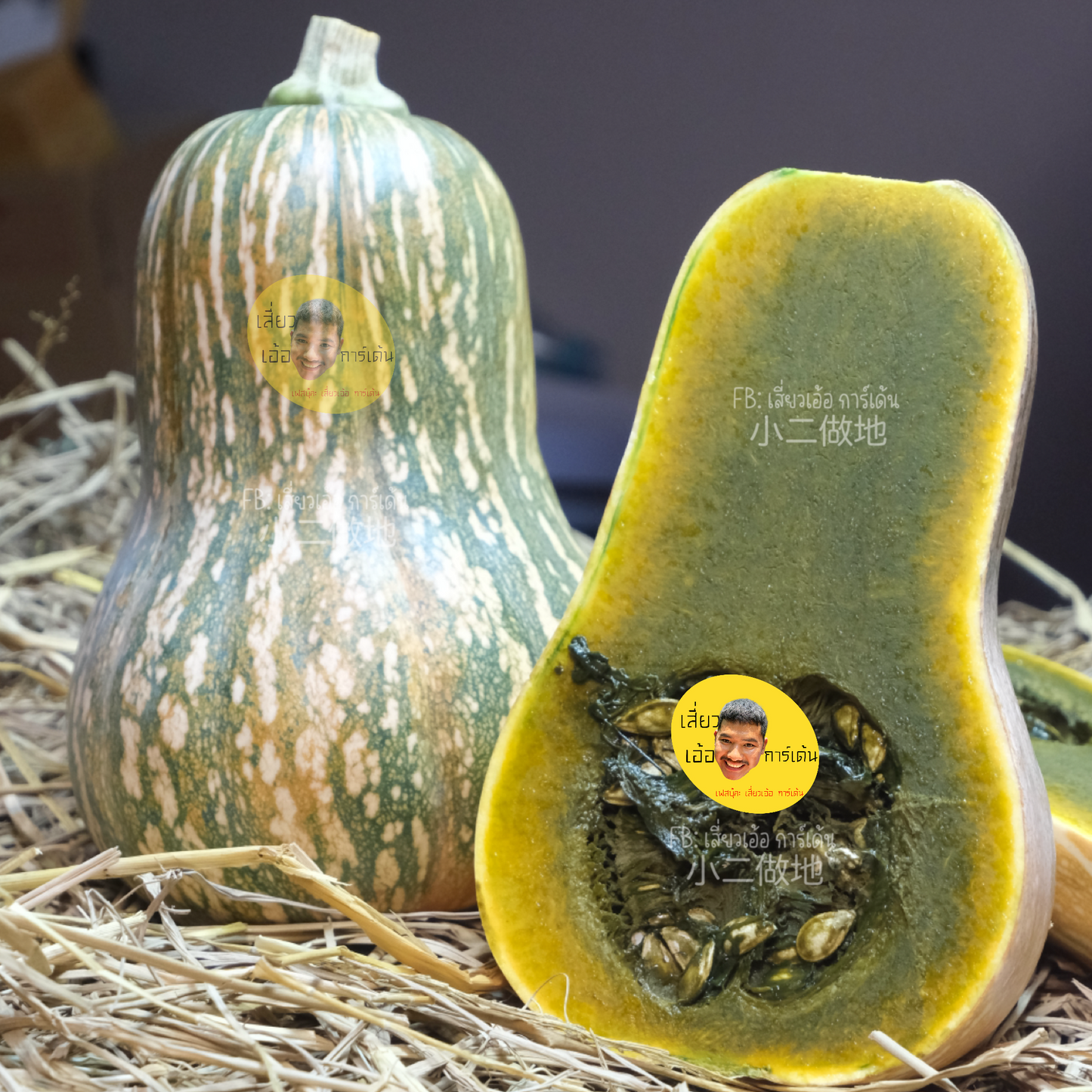 เมล็ดฟักทอง กรีน อโยเต้ Guatemalan Green Ayote Squash ฟักทองเนื้อสีดำ สายพันธุ์แท้ 100% 5 เมล็ด