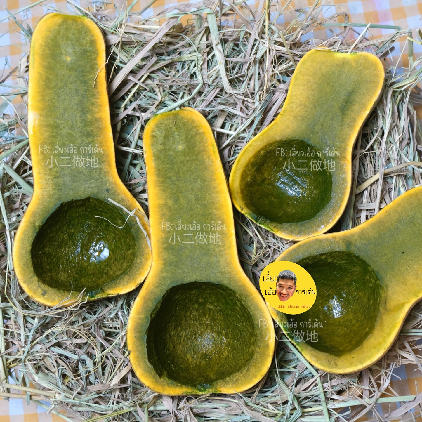 🌱 เมล็ดฟักทอง กรีน อโยเต้ (Guatemalan Green Flesh Ayote Squash) – ฟักทองเนื้อเขียวพันธุ์ต่างประเทศ ปลูกง่าย ให้ผลผลิตดี 100 เมล็ด ฟักทองเนื้อสีดำ สายพันธุ์แท้ 100%