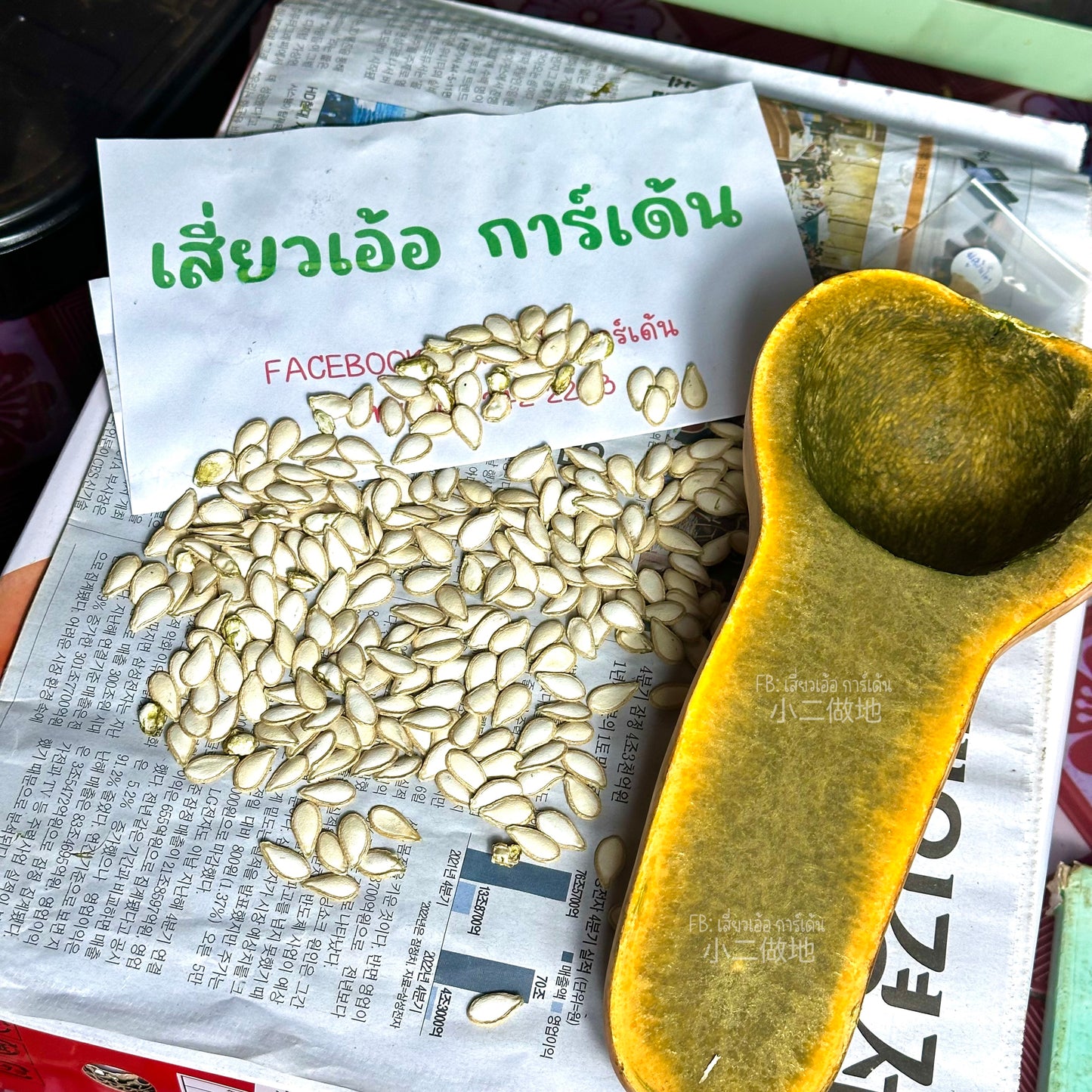 เมล็ดฟักทอง กรีน อโยเต้ Guatemalan Green Ayote Squash ฟักทองเนื้อสีดำ สายพันธุ์แท้ 100% 5 เมล็ด