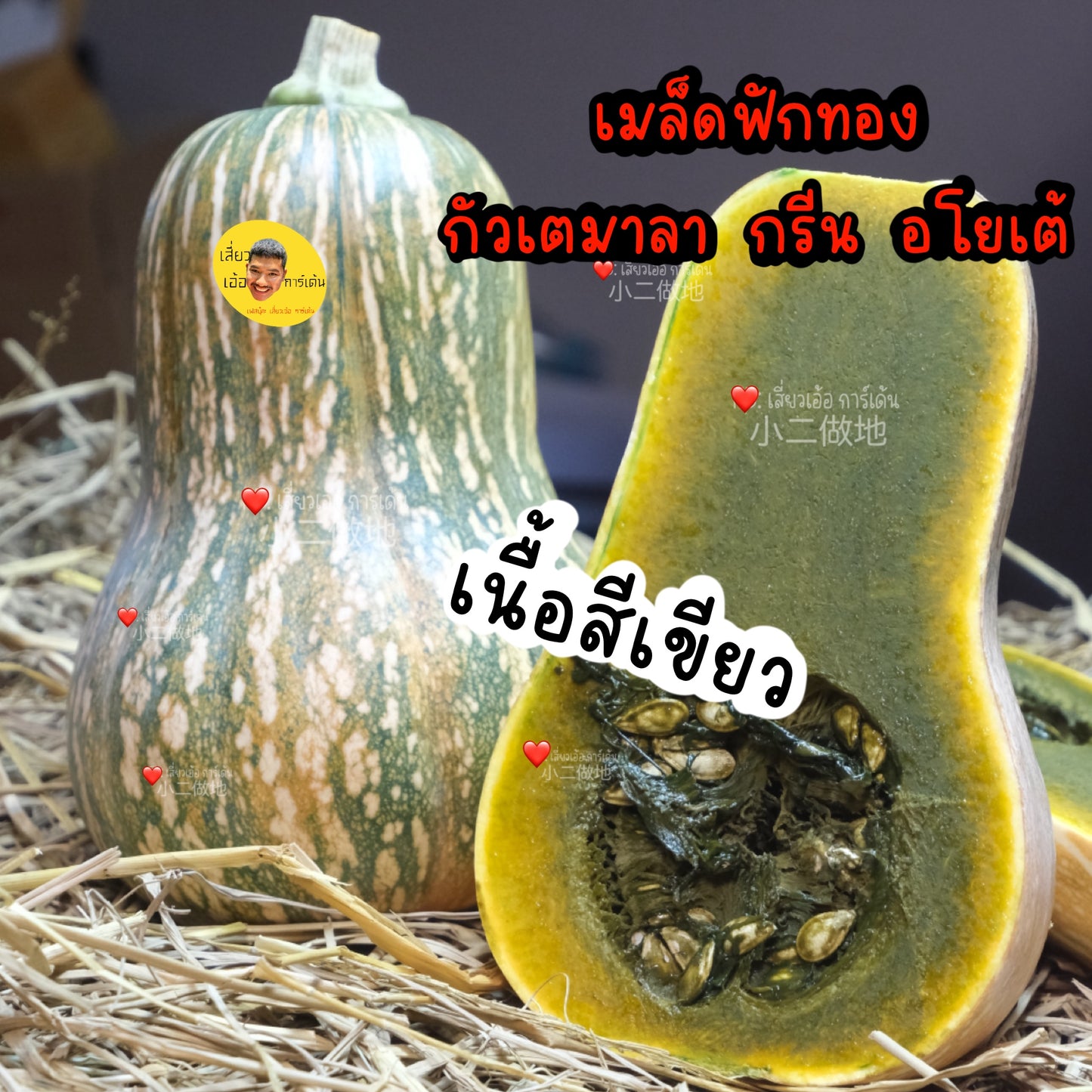 🌱 เมล็ดฟักทอง กรีน อโยเต้ (Guatemalan Green Flesh Ayote Squash) – ฟักทองเนื้อเขียวพันธุ์ต่างประเทศ ปลูกง่าย ให้ผลผลิตดี 100 เมล็ด ฟักทองเนื้อสีดำ สายพันธุ์แท้ 100%