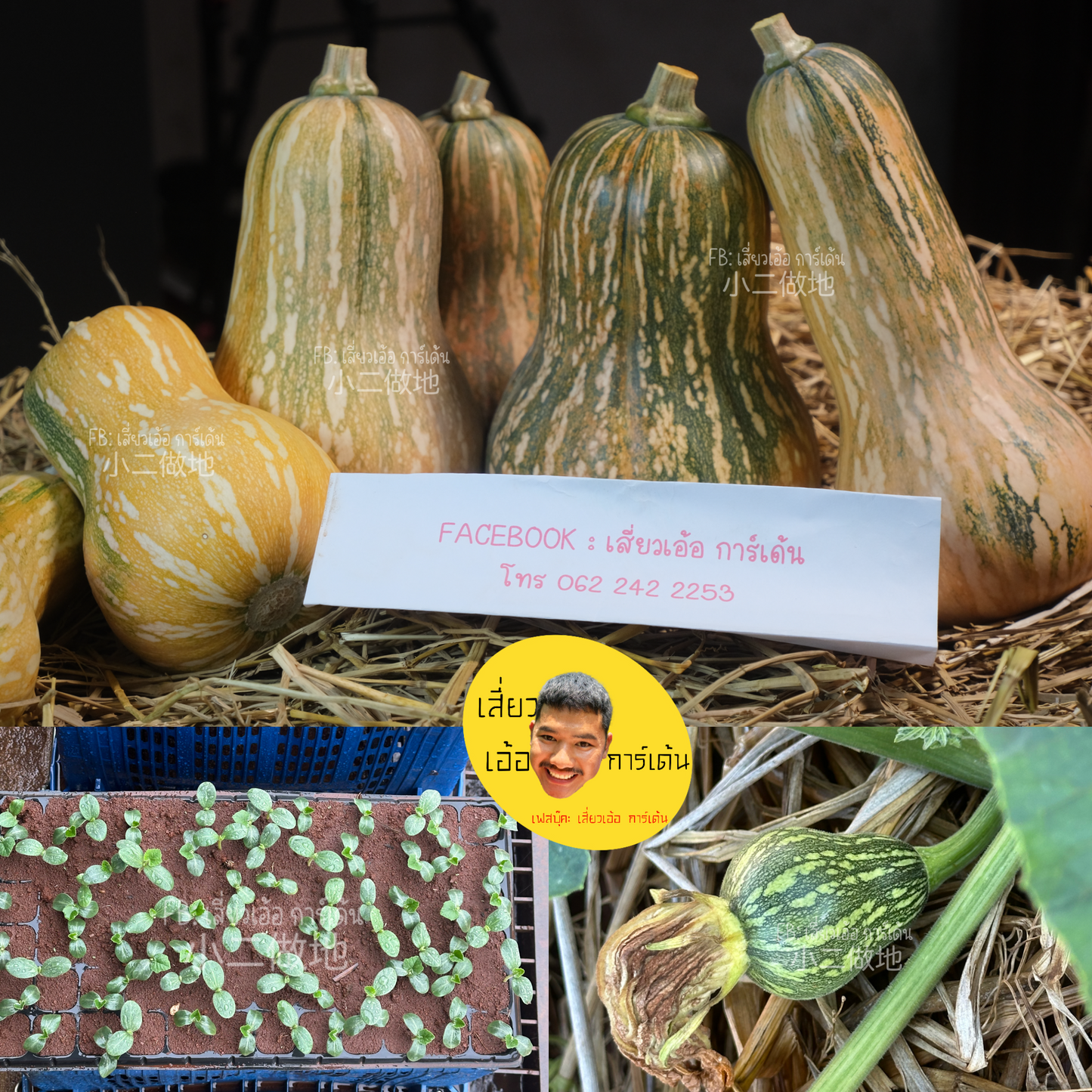 🌱 เมล็ดฟักทอง กรีน อโยเต้ (Guatemalan Green Flesh Ayote Squash) – ฟักทองเนื้อเขียวพันธุ์ต่างประเทศ ปลูกง่าย ให้ผลผลิตดี1000 เมล็ด ฟักทองเนื้อสีดำ สายพันธุ์แท้ 100%