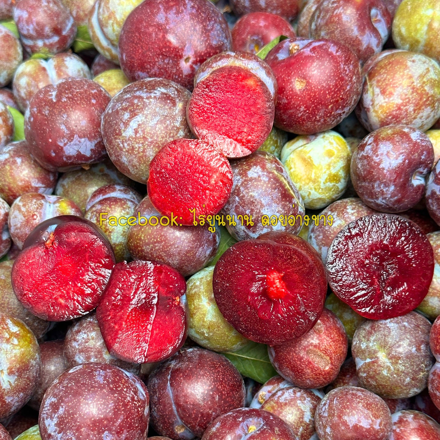 ลูกไหนแดง Red Plums ออแกนิก ปลูกในไทย เกรดพรีเมียมร์ คัดไซส์ใหญ่ หวาน อมเปรี้ยว ไม่ขม ไม่ฝาด