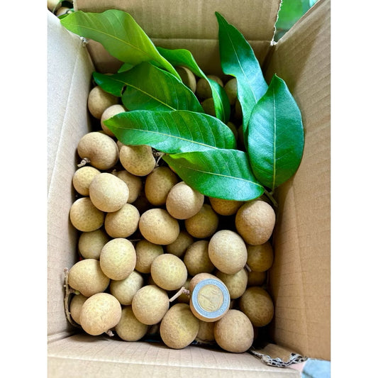 ลำไยผลสด พรีเมียม AAA | 1 KG เมล็ดเล็ก หวานฉ่ำ สดใหม่ ส่งตรงจากสวน