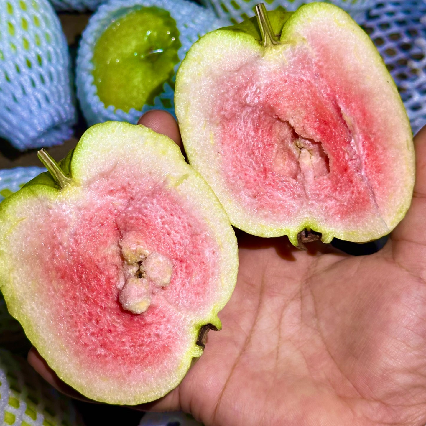 จำหน่ายผล 1 KG ฝรั่งหงเป่าสือ (ฝรั่งไส้แดง) – สายพันธุ์ไต้หวัน รสหวานอมเปรี้ยว เมล็ดน้อย เนื้อฟู สีสวยน่าทาน
