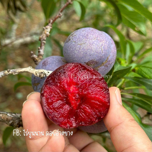 ลูกไหนแดง (Red Plums) – 1 kg พลัมแดงบ้านหลวง เนื้อแดง กรอบ เปรี้ยวอมหวาน สุกแล้วหอม หวานฉ่ำ