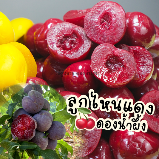 ลูกไหนแดงดองน้ำผึ้ง Pickled Red Plums รสชาติ หวานนำมีรสเปรี้ยวเล็กน้อย ปลูกและดอลูกไหนแดงดองน้ำผึ้ง 1000 กรัม – Pickled Red Plums | กรอบ อร่อย หวานนำ เปรี้ยวเล็กน้อย ดองสดในไทยงในไทย