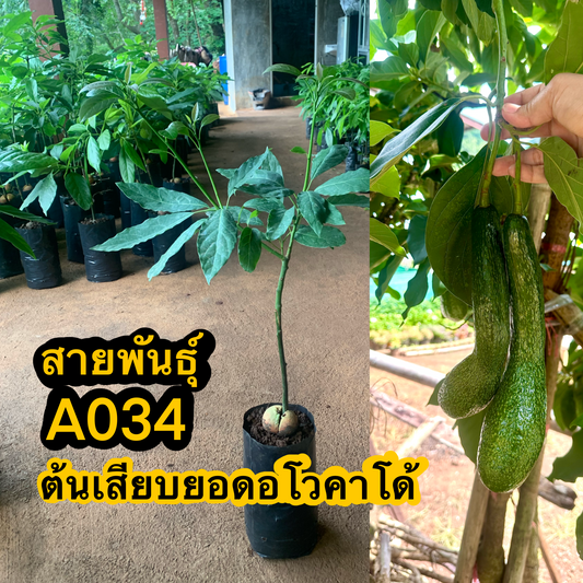 ต้นอโวคาโด้ เสียบยอด 1 ต้น สายพันธุ์ A034 รับประกันสายพันธุ์แท้