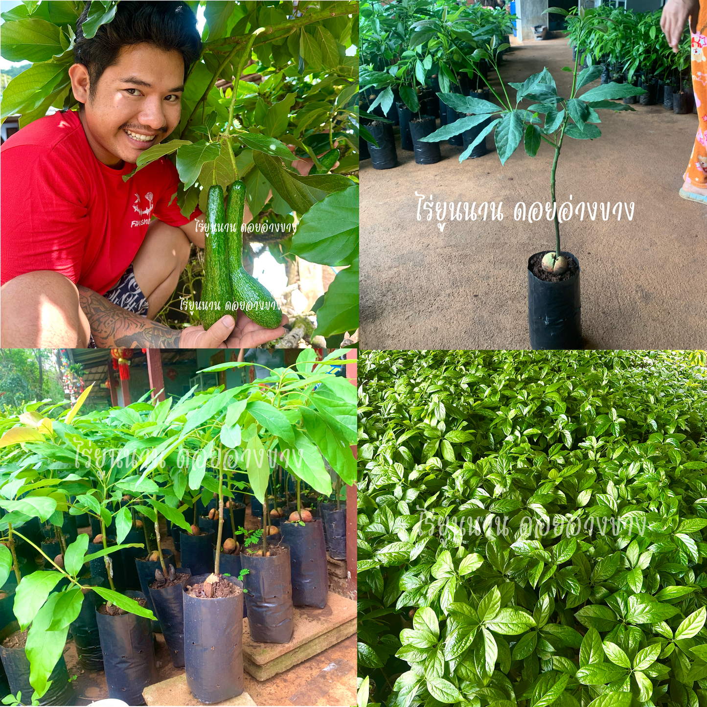 ต้นเสียบยอดอโวคาโด้ 100 ต้น สายพันธุ์แท้ A034 – ผลยาวแปลกตา ต้นสูง 60–80 ซม. ปลูกในกระถางได้