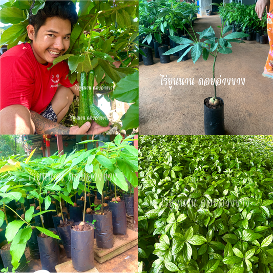 ต้นเสียบยอดอโวคาโด้ 100 ต้น สายพันธุ์แท้ A034 – ผลยาวแปลกตา ต้นสูง 60–80 ซม. ปลูกในกระถางได้