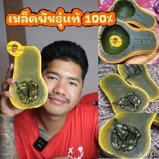 🌱 เมล็ดฟักทอง กรีน อโยเต้ (Guatemalan Green Flesh Ayote Squash) – ฟักทองเนื้อเขียวพันธุ์ต่างประเทศ ปลูกง่าย ให้ผลผลิตดี1000 เมล็ด ฟักทองเนื้อสีดำ สายพันธุ์แท้ 100%