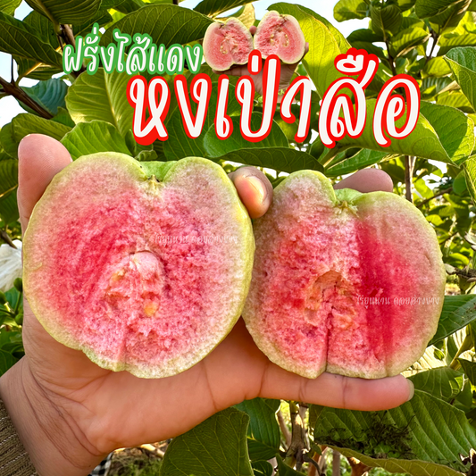 จำหน่ายผล 1 KG ฝรั่งหงเป่าสือ (ฝรั่งไส้แดง) – สายพันธุ์ไต้หวัน รสหวานอมเปรี้ยว เมล็ดน้อย เนื้อฟู สีสวยน่าทาน