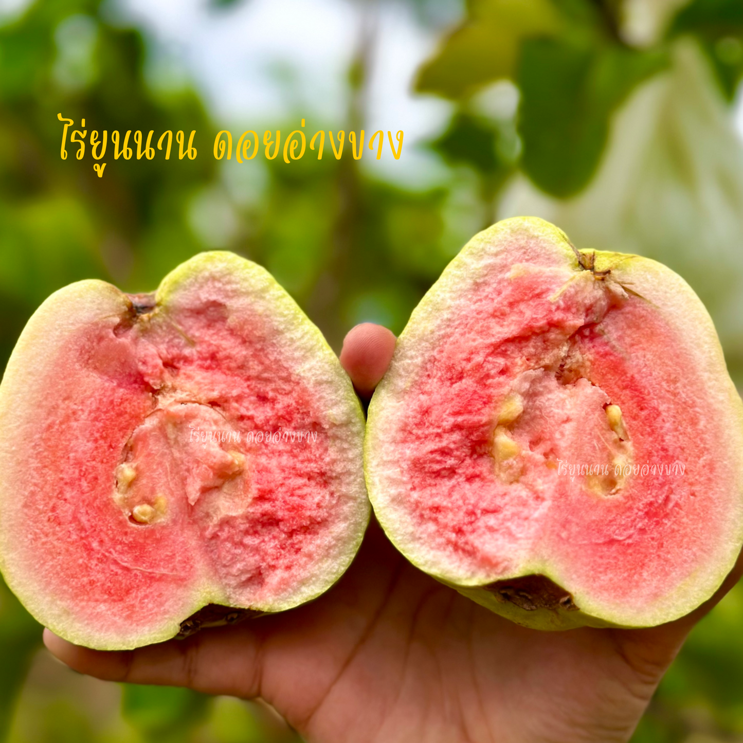 จำหน่ายผล 1 KG ฝรั่งหงเป่าสือ (ฝรั่งไส้แดง) – สายพันธุ์ไต้หวัน รสหวานอมเปรี้ยว เมล็ดน้อย เนื้อฟู สีสวยน่าทาน